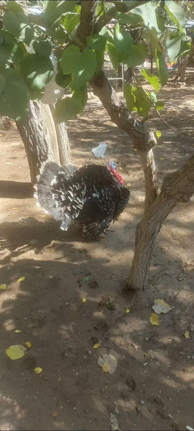 بوقلمون|حیوانات مزرعه|یزد, |دیوار