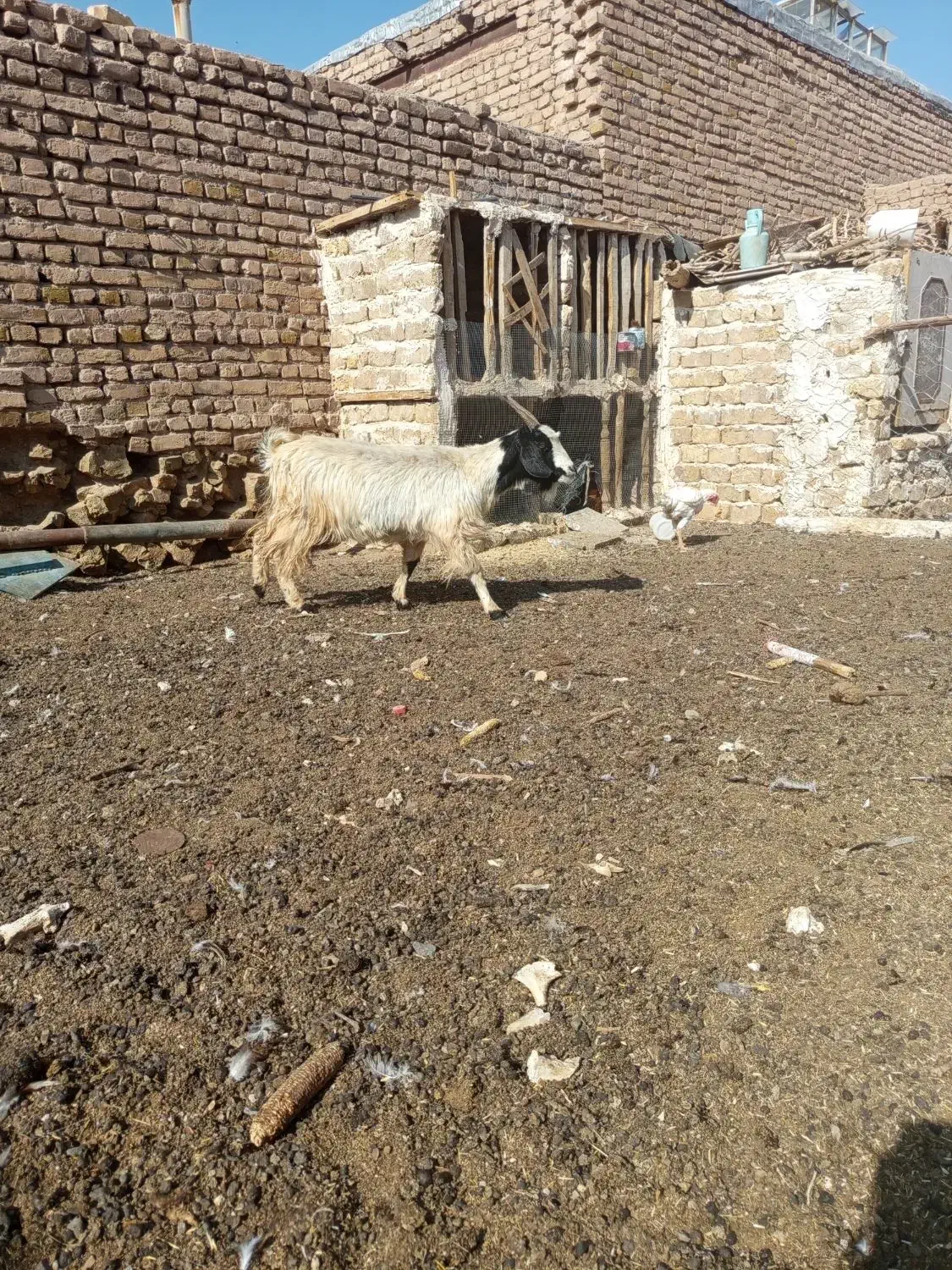 سلام دوستان دوراس بز سه ماه اوست|حیوانات مزرعه|رشتخوار, |دیوار