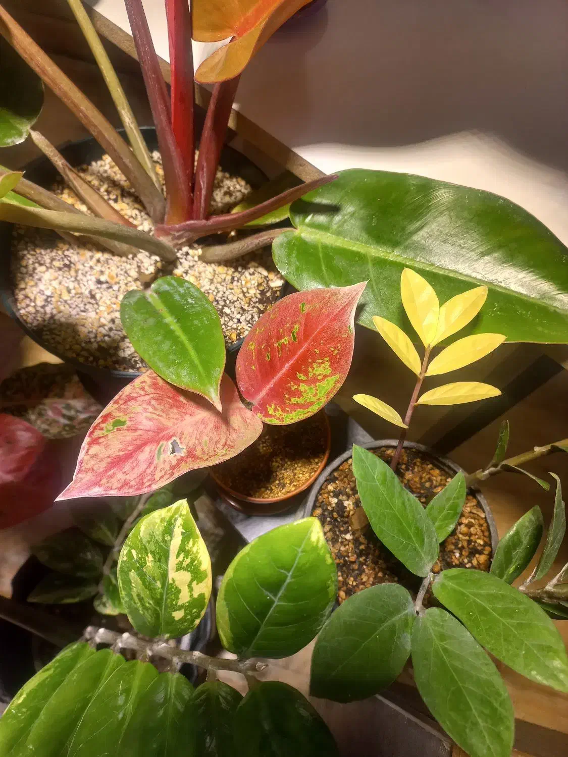 گل.طبیعی|گل و گیاه طبیعی|مسجد سلیمان, |دیوار