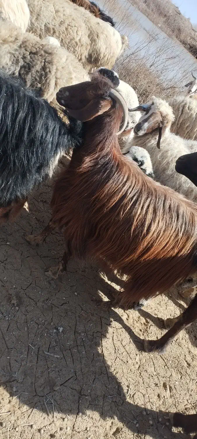 بز جوان|حیوانات مزرعه|درمیان, |دیوار