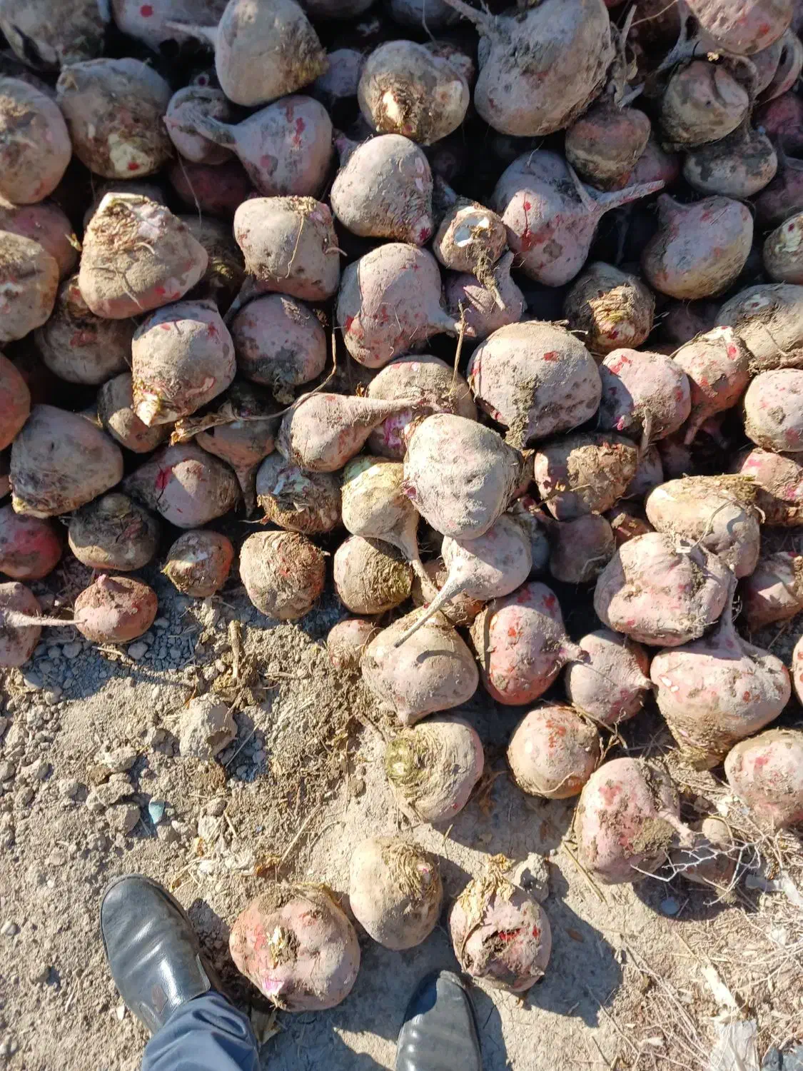 چغندر.شلغم|لوازم جانبی حیوانات|یزد, |دیوار