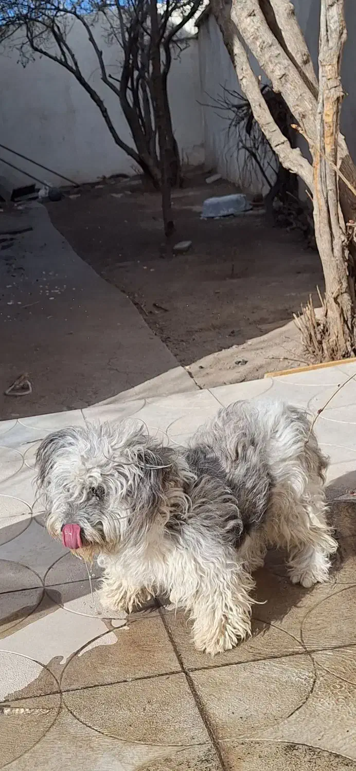 گمشده|حیوانات|مشگین شهر, |دیوار