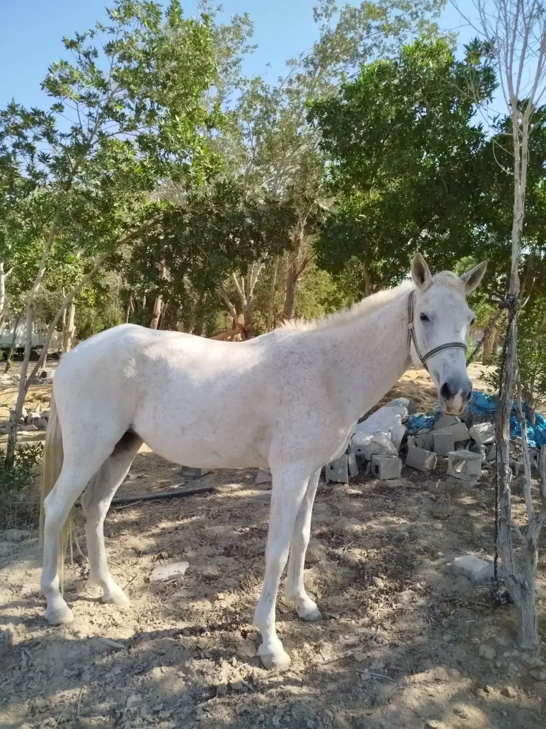 اسب ماده عرب۷ساله|اسب و تجهیزات اسبسواری|بندر ماهشهر, |دیوار