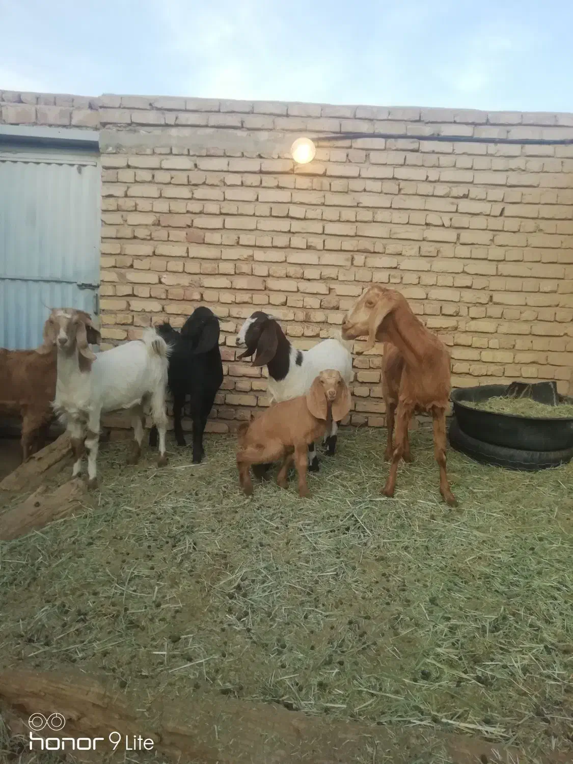 بز پاکستانی زاییده با بزغاله ماده چاق|حیوانات مزرعه|خوسف, |دیوار