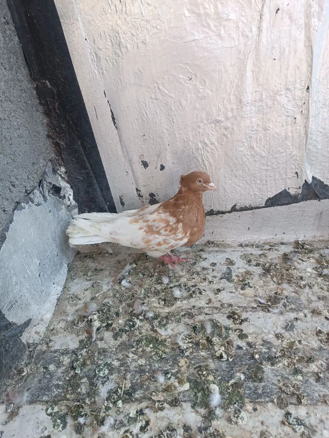 کله زرد نر|پرنده|تربتحیدریه, رجایی|دیوار