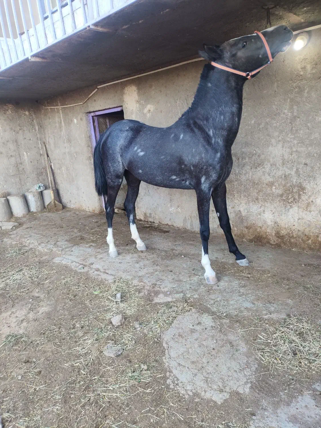 اسب|اسب و تجهیزات اسب‌سواری|قزوین, |دیوار