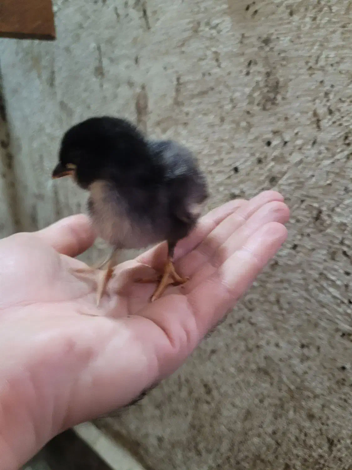 جوجه گلین|حیوانات مزرعه|ماهدشت, |دیوار