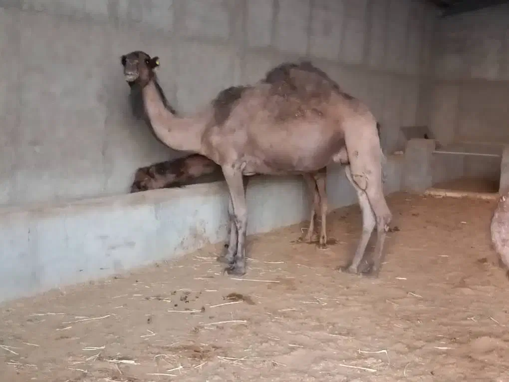 شتر|حیوانات مزرعه|کهریزک, |دیوار