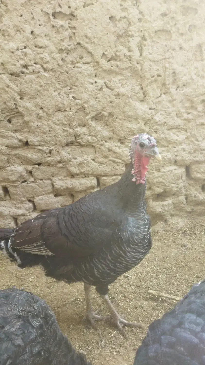 بوقلمون محلی|حیوانات مزرعه|زهک, |دیوار