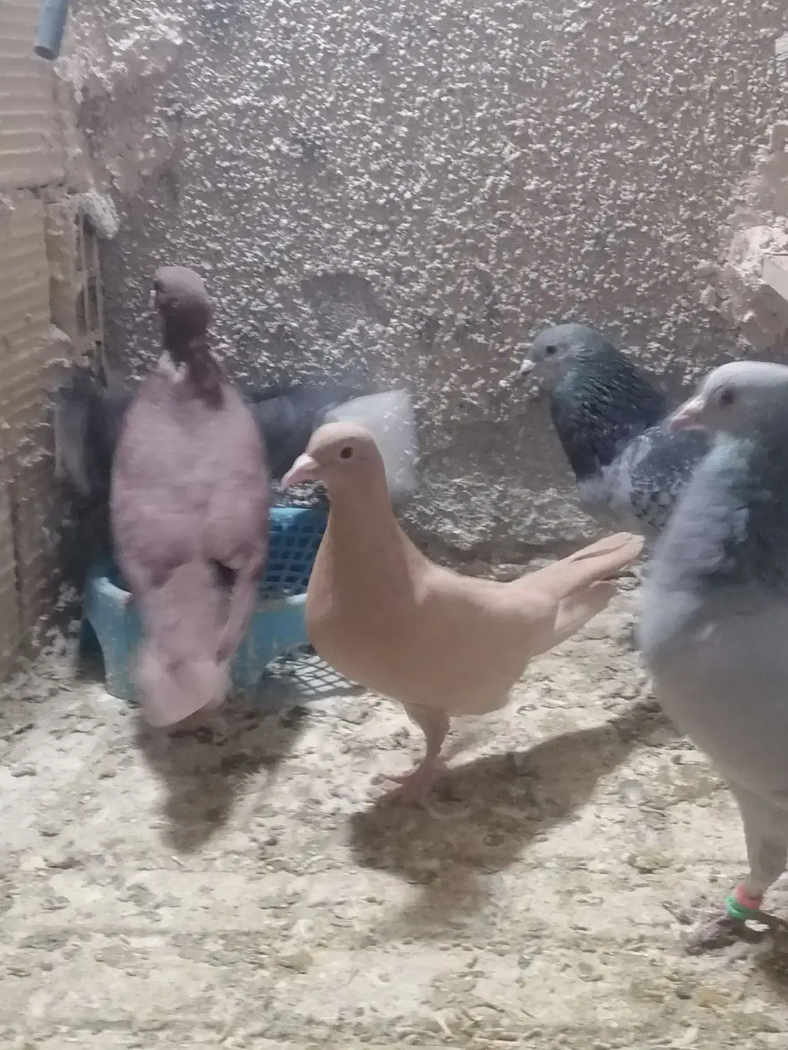 زرد و سرخ جفت|پرنده|تربت‌حیدریه, شهرک ولیعصر|دیوار