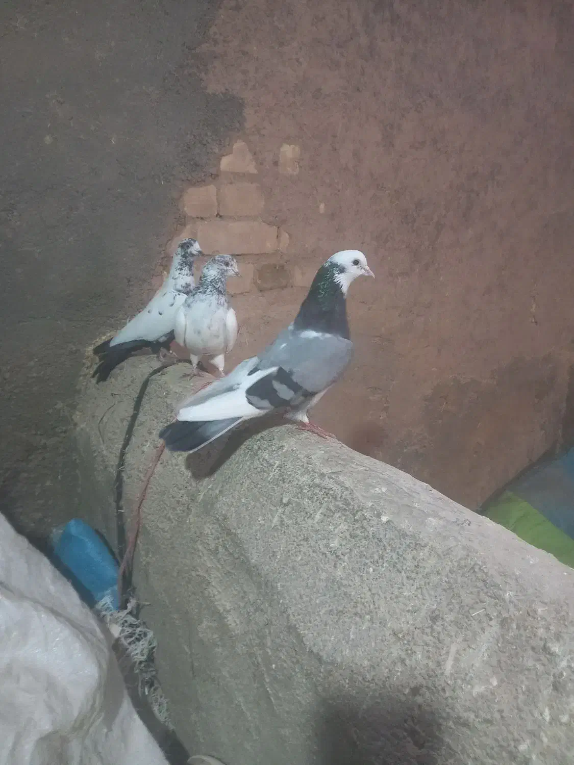 کبوتر پرشی|پرنده|قیدار, |دیوار