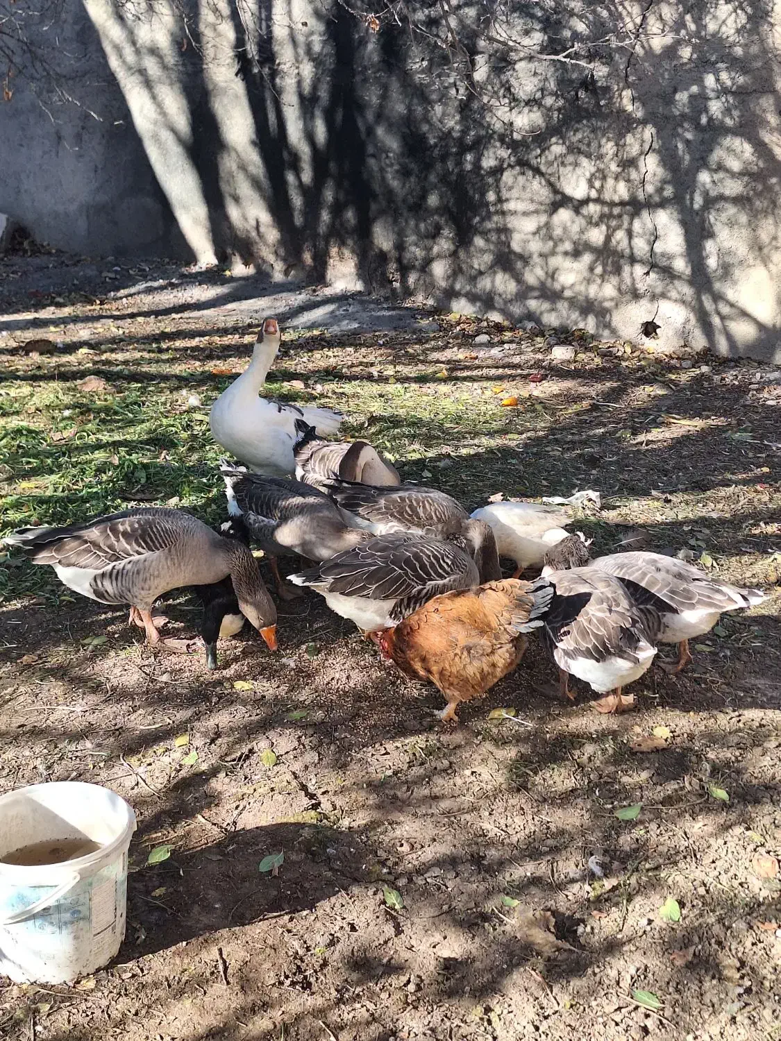 غاز|حیوانات مزرعه|اردبیل, |دیوار