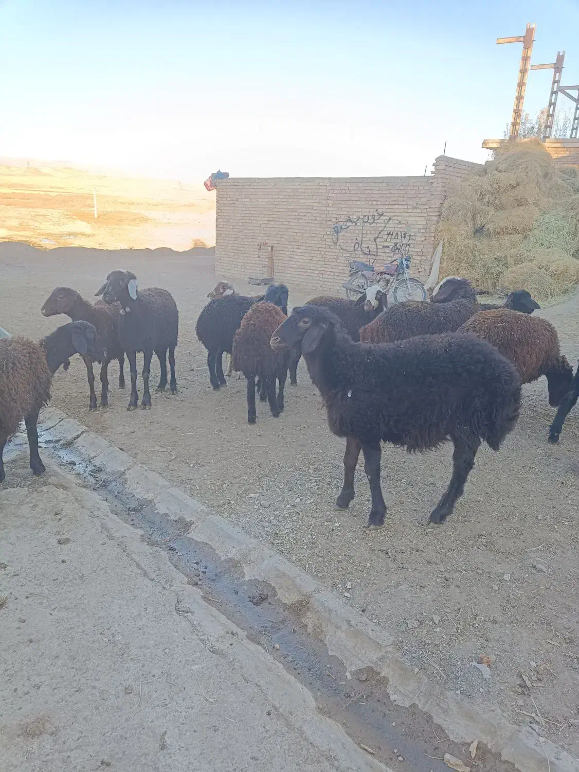 12راس بره ماده قزل افشار|حیوانات مزرعه|مهربان, |دیوار