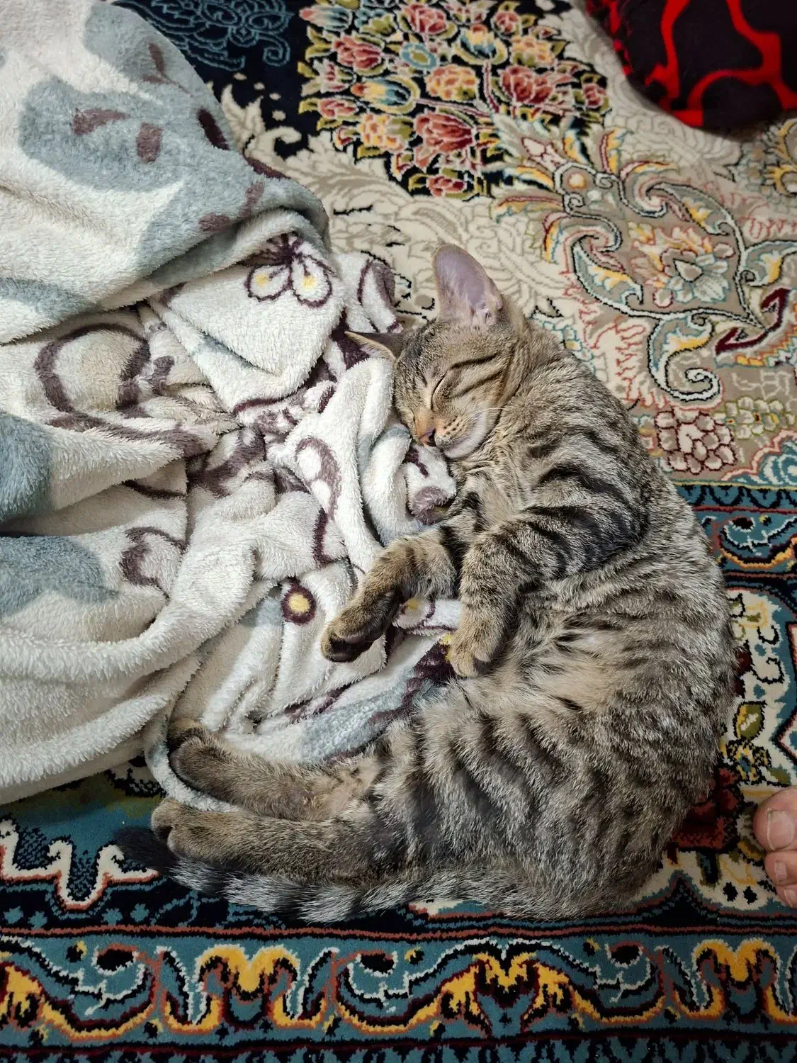 گمشده اسمش هیروعه|گربه|مشهد, نظام دوست|دیوار