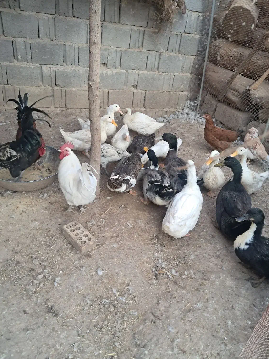 فروش اردک نروماده بالغ تخمگذار|حیوانات مزرعه|لار, |دیوار