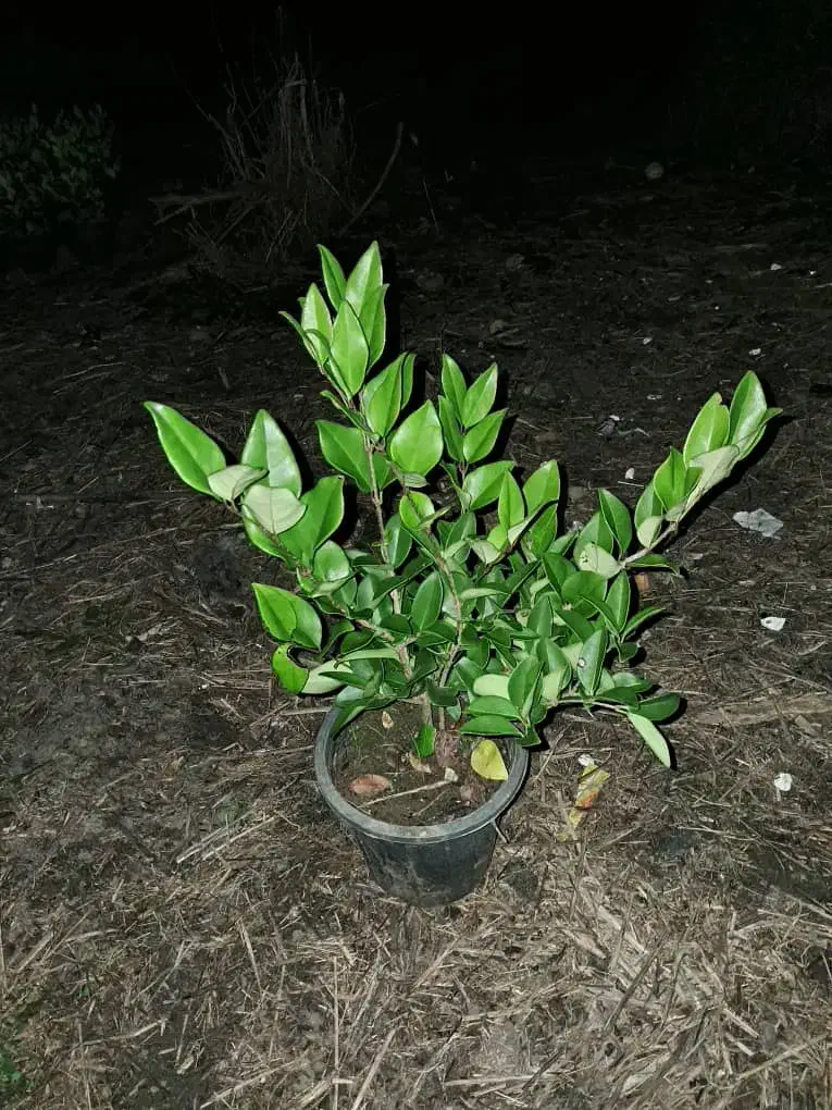 گل گیاه|عمده‌فروشی|رودسر, |دیوار