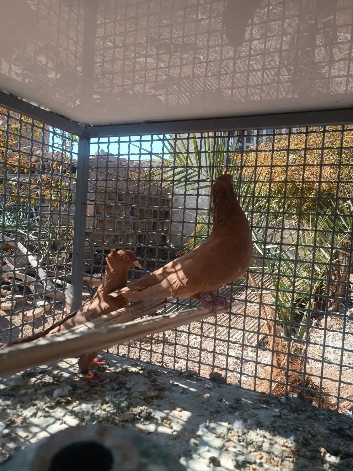 کبوتر زرد|پرنده|مروست, |دیوار