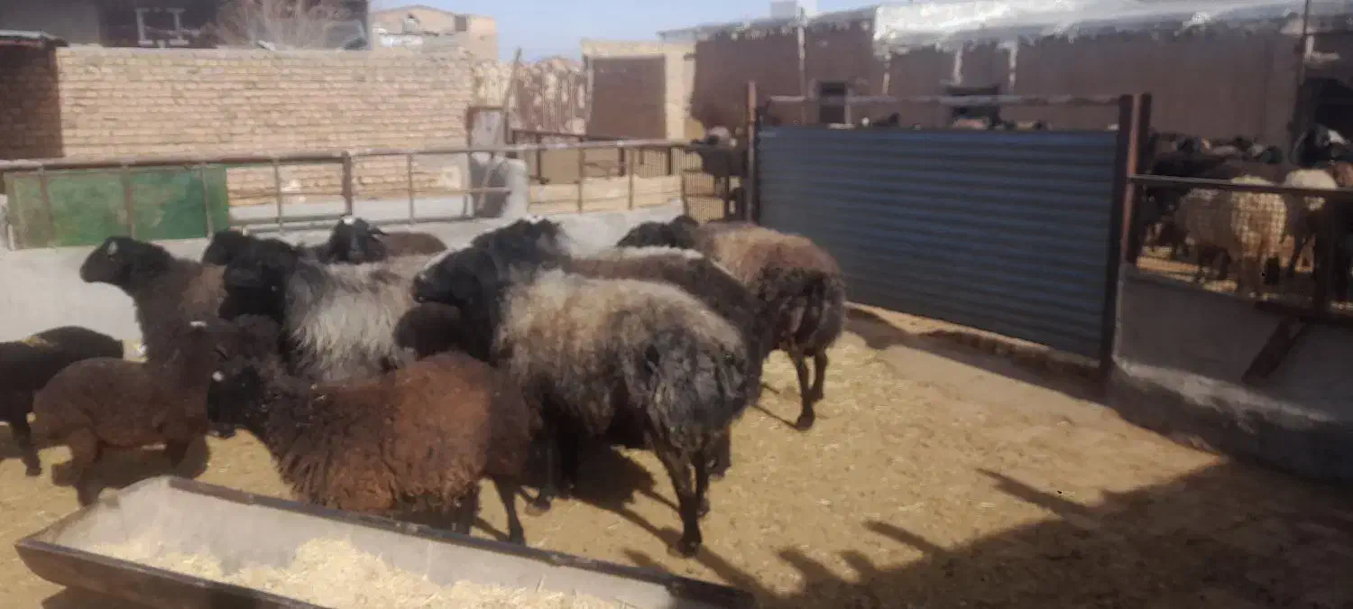 قوچ|حیوانات مزرعه|بوئین زهرا, |دیوار