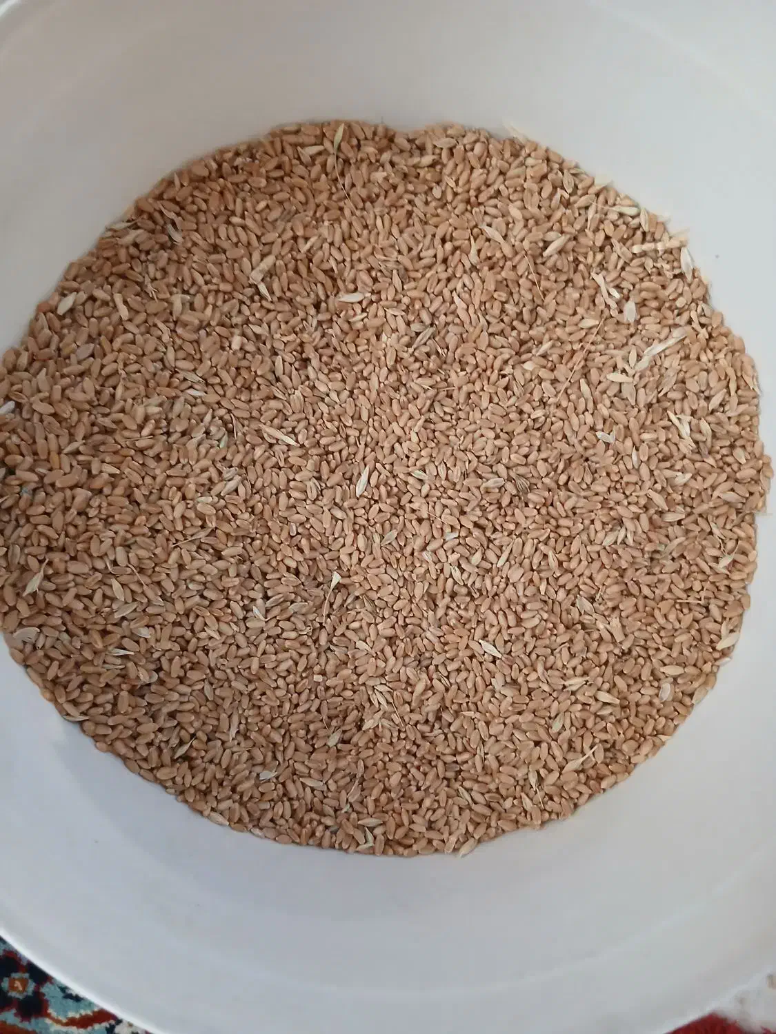 گندم تمیز|خوردنی و آشامیدنی|اهواز, کوی مندلی(سه راه خرمشهر)|دیوار