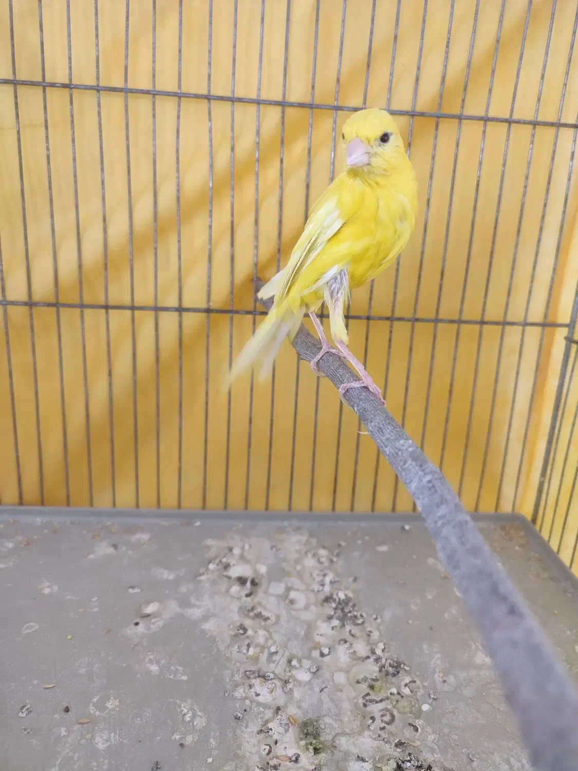 قناری نر|پرنده|ملایر, |دیوار