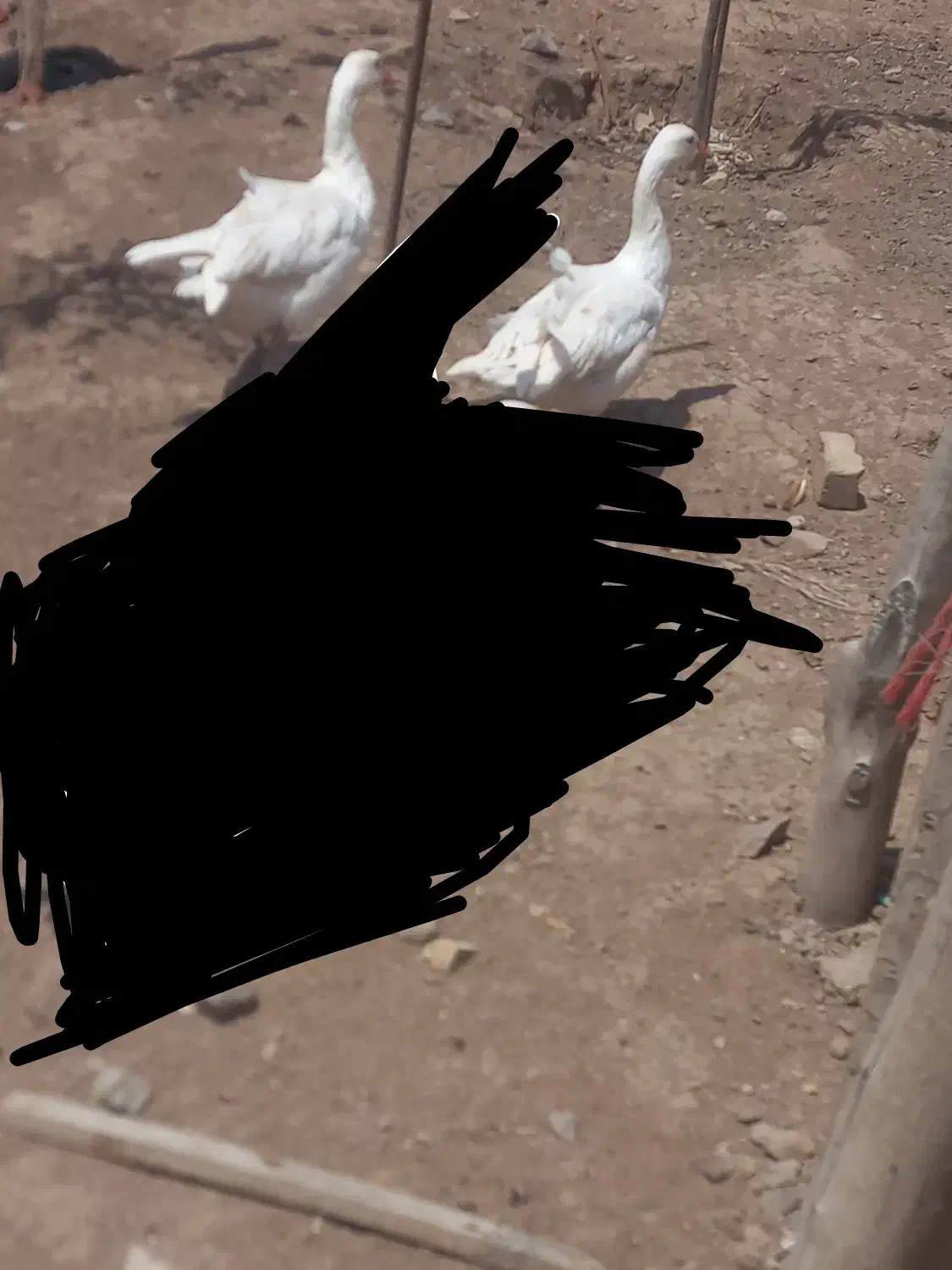 غاز،محلی|حیوانات مزرعه|تاکستان, |دیوار