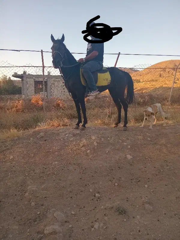 نجیب|اسب و تجهیزات اسبسواری|کوراییم, |دیوار