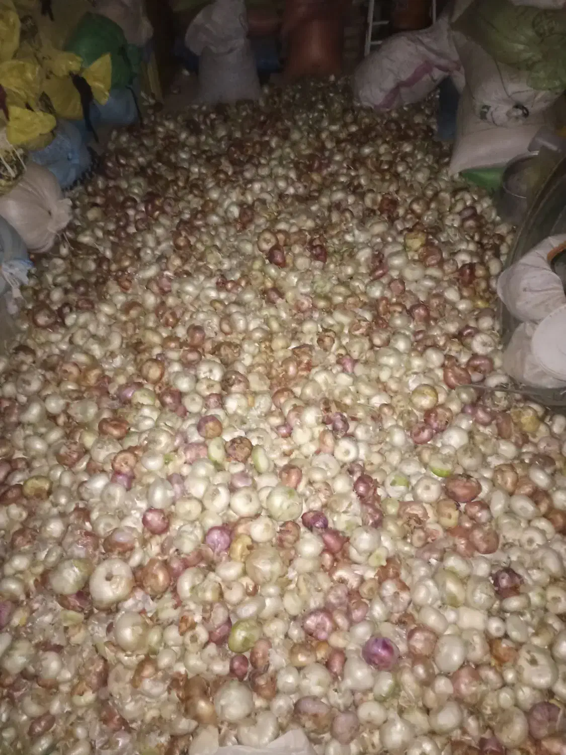 پیاز خوردنی|خوردنی و آشامیدنی|قائن, |دیوار