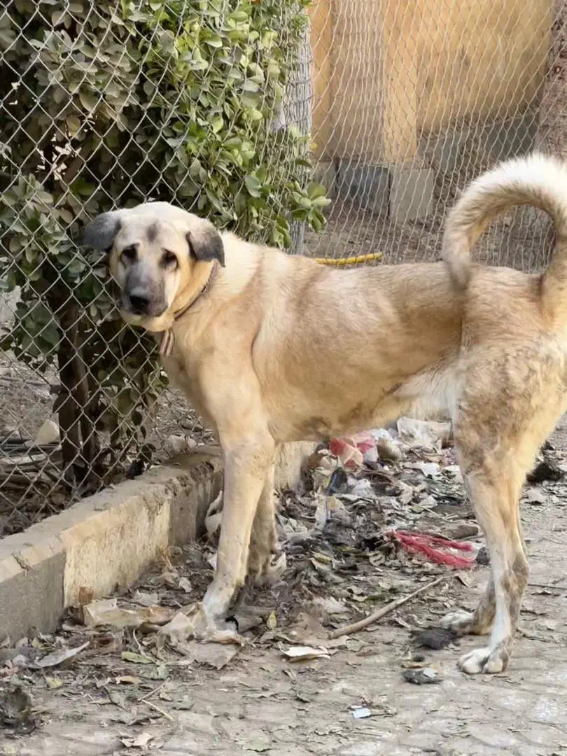 سگ عراقی کردی پژدر|سگ|تهران, صادقیه|دیوار