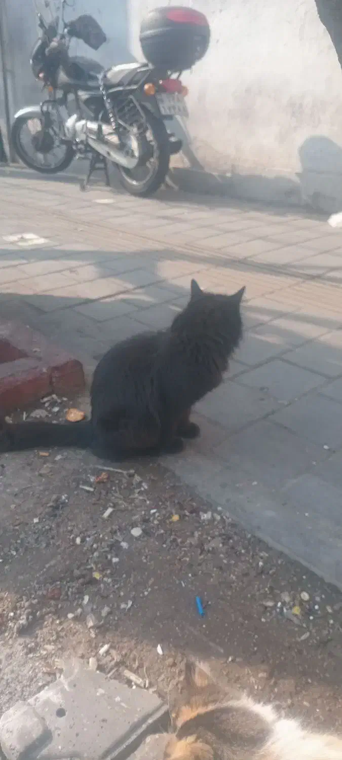 گربه پیدا شده|حیوانات|تهران, جیحون|دیوار