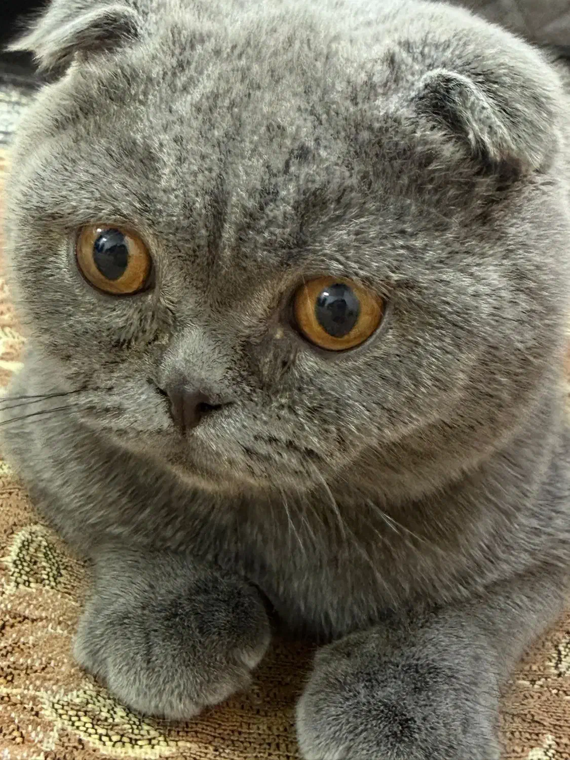 اسکاتیش|گربه|اهواز, کوروش|دیوار