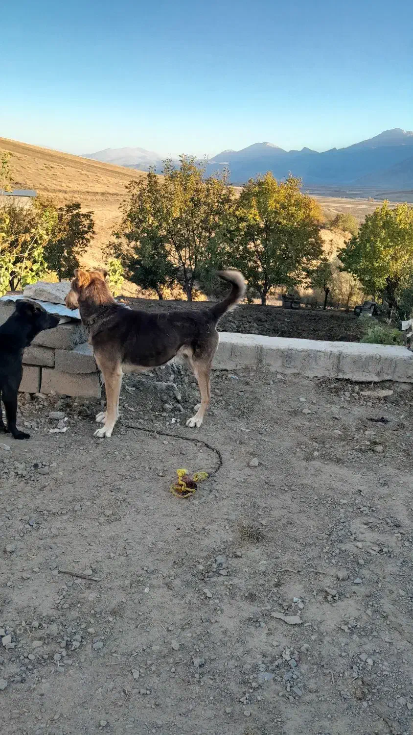 واگذار سگ سرابی|سگ|کرمانشاه, |دیوار