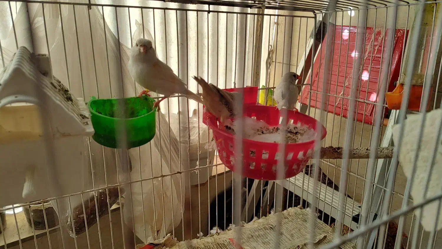 فنچ کینگ|پرنده|قرچک, مهدیه|دیوار