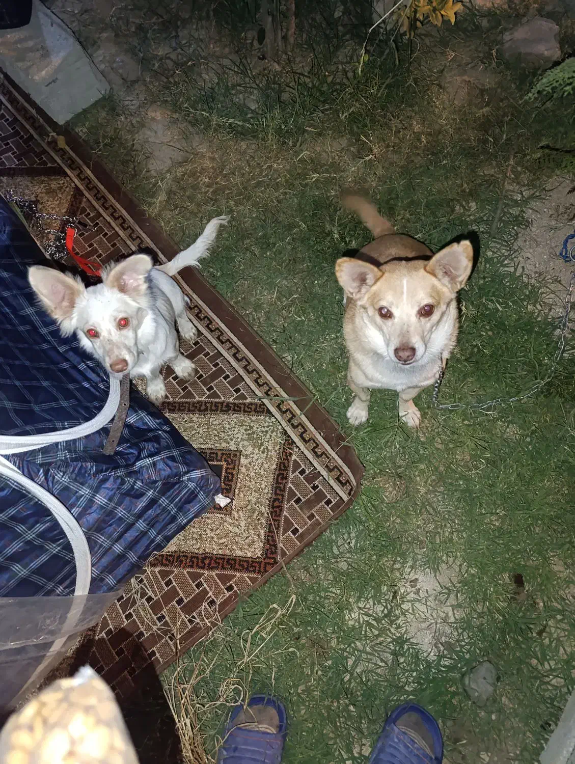 سگ پاکوتاه|سگ|نیشابور, رحمت آباد|دیوار