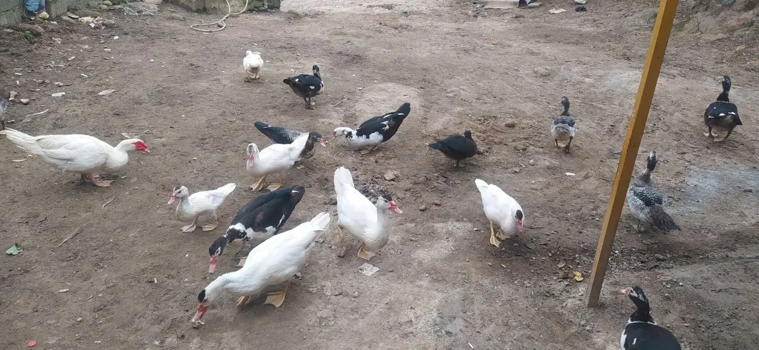 اردک اسراییلی نژاد خوب درج یک|حیوانات مزرعه|لوندویل, |دیوار