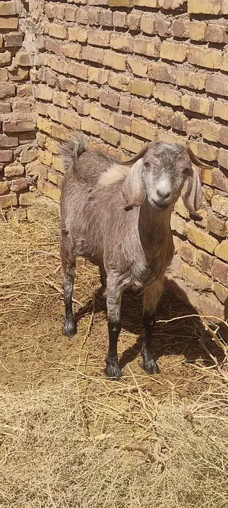 بز آبستن|حیوانات مزرعه|رفسنجان, |دیوار