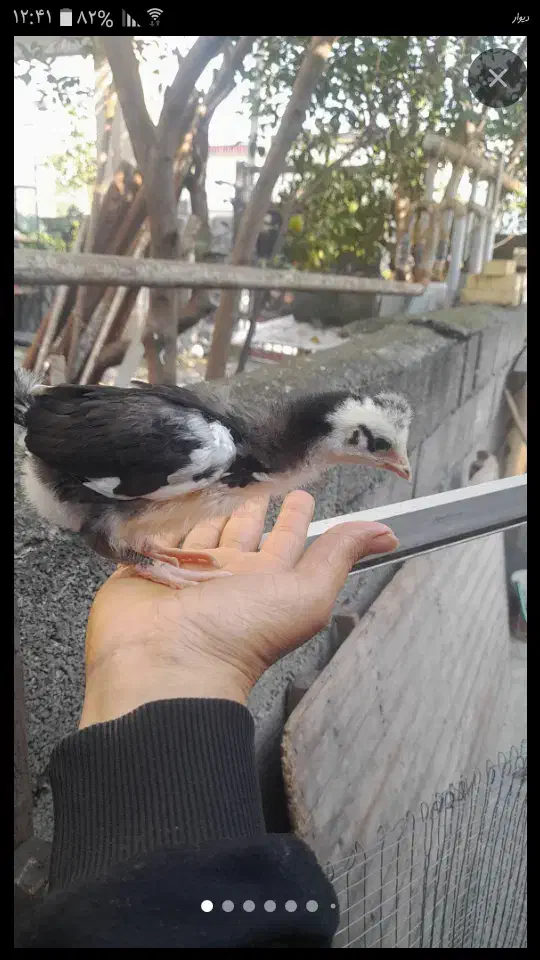 نیمجه گلین|حیوانات مزرعه|چالوس, |دیوار