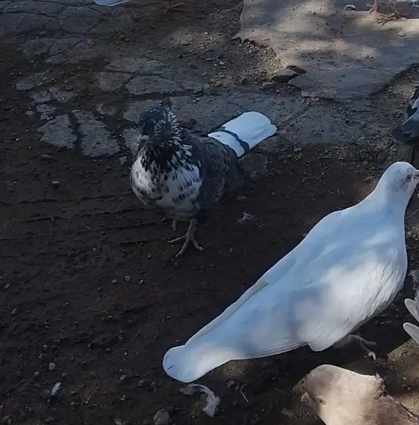 گمشده|پرنده|سرعین, |دیوار