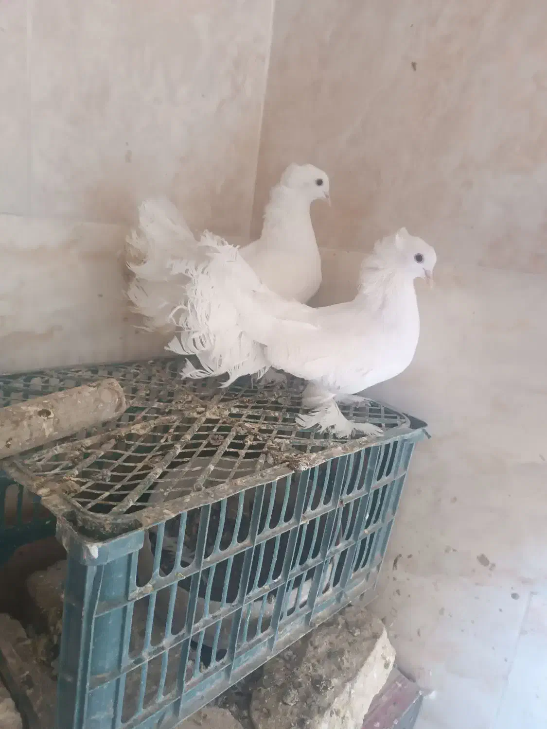 کبوتر دم چتری|پرنده|کبودرآهنگ, |دیوار