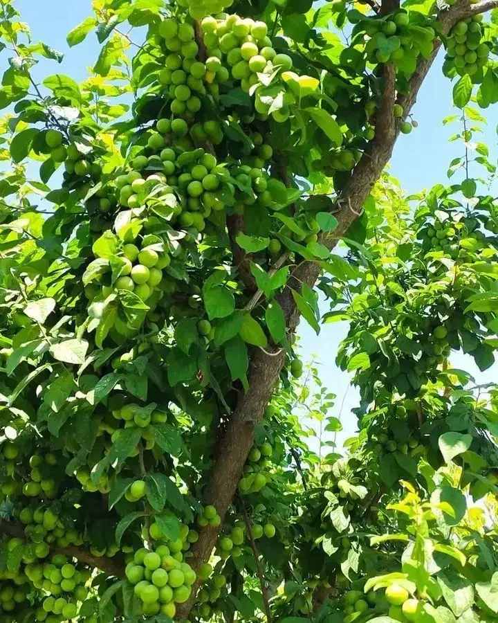 نهال های مناسب باغ و باغچه با تعداد عمده و خرده|خدمات باغبانی و درختکاری|اهر, |دیوار