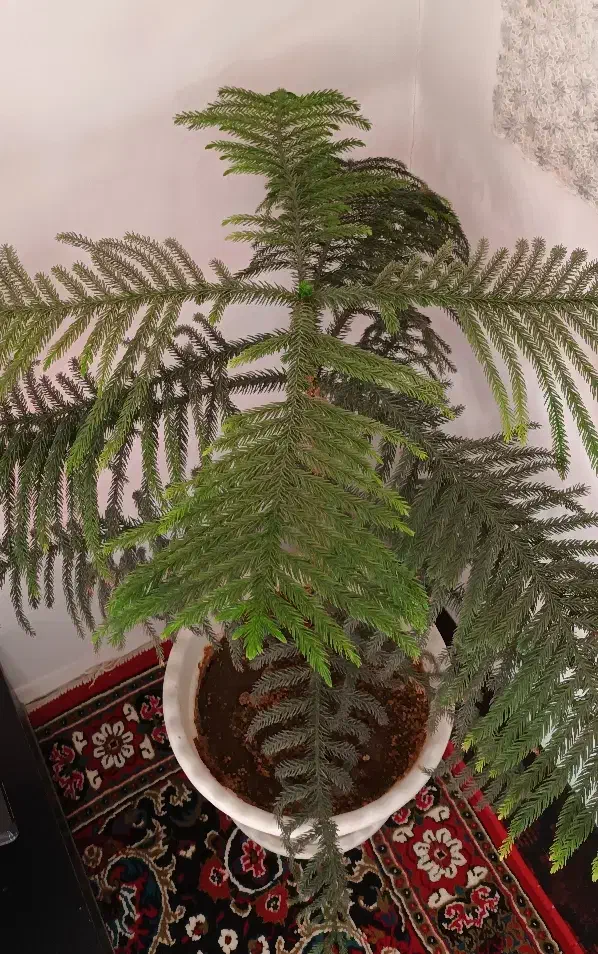 کاج مطبق بزرگ|گل و گیاه طبیعی|خسروشاه, |دیوار