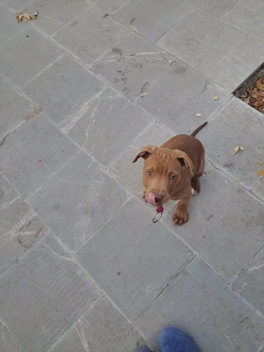 توله سگ پیت بول|سگ|تهران, دربند|دیوار