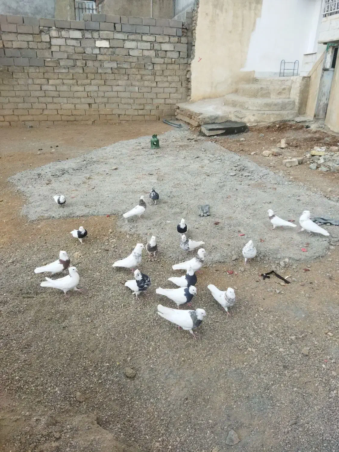 کبوتر طوقی|پرنده|بیستون, |دیوار