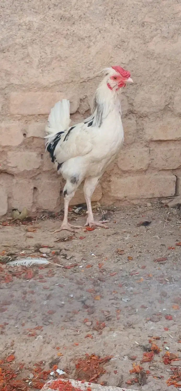 5عدد خروس گلین اصیل|حیوانات مزرعه|گل تپه, |دیوار