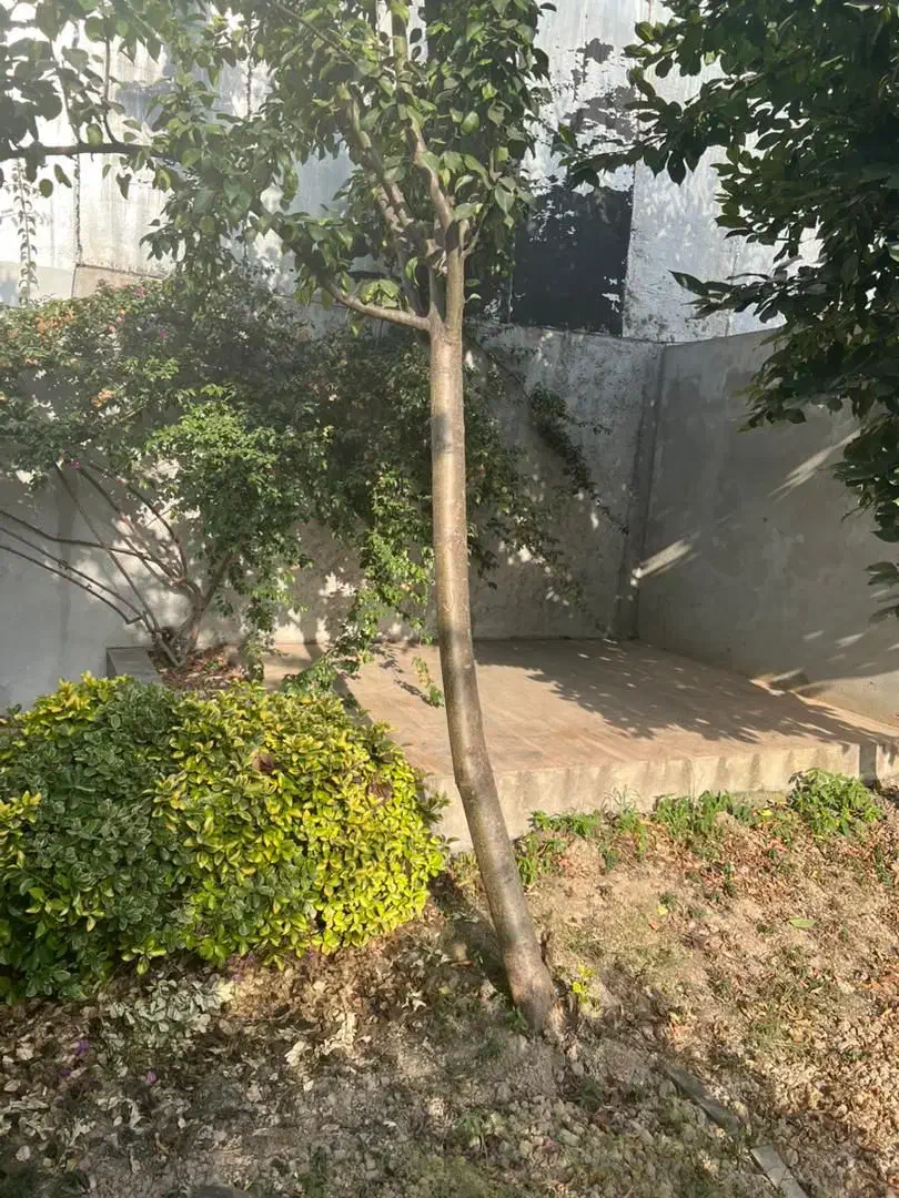 پیمان کاری فضای سبز|خدمات باغبانی و درختکاری|محمودآباد, |دیوار