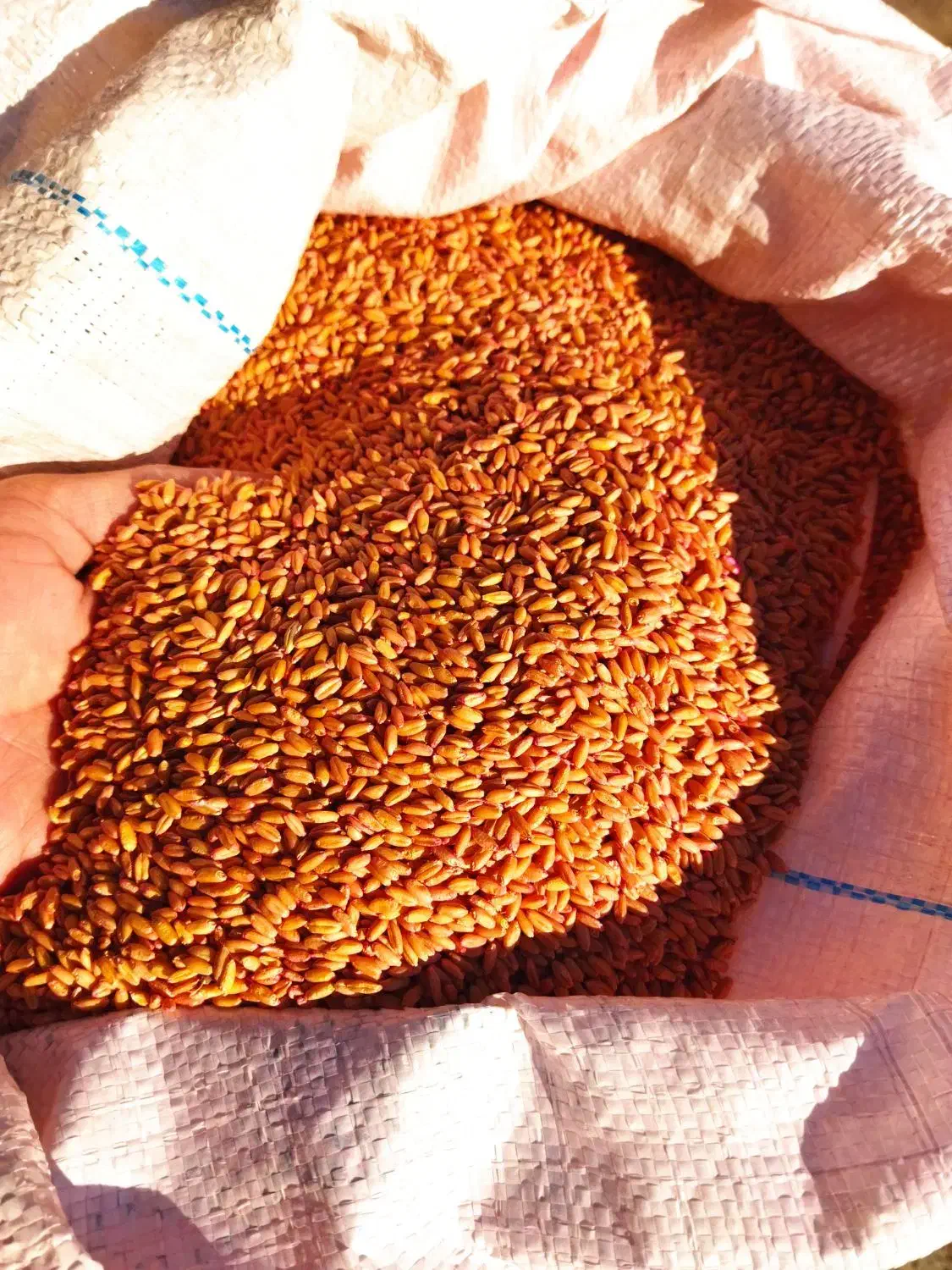 گندم دیم باران|عمدهفروشی|ماهیدشت, |دیوار