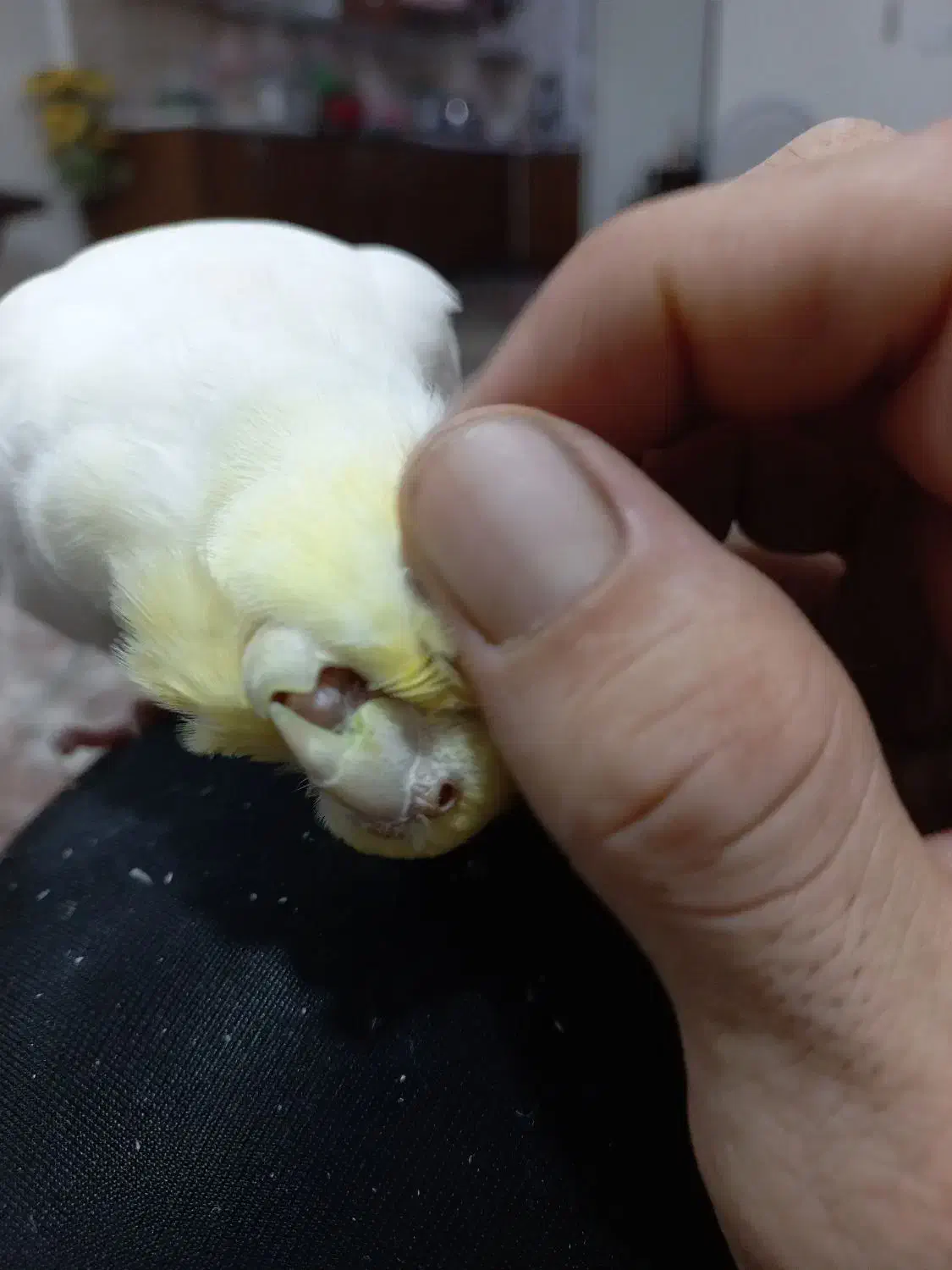 عروس هلندی نر|پرنده|ساری, |دیوار