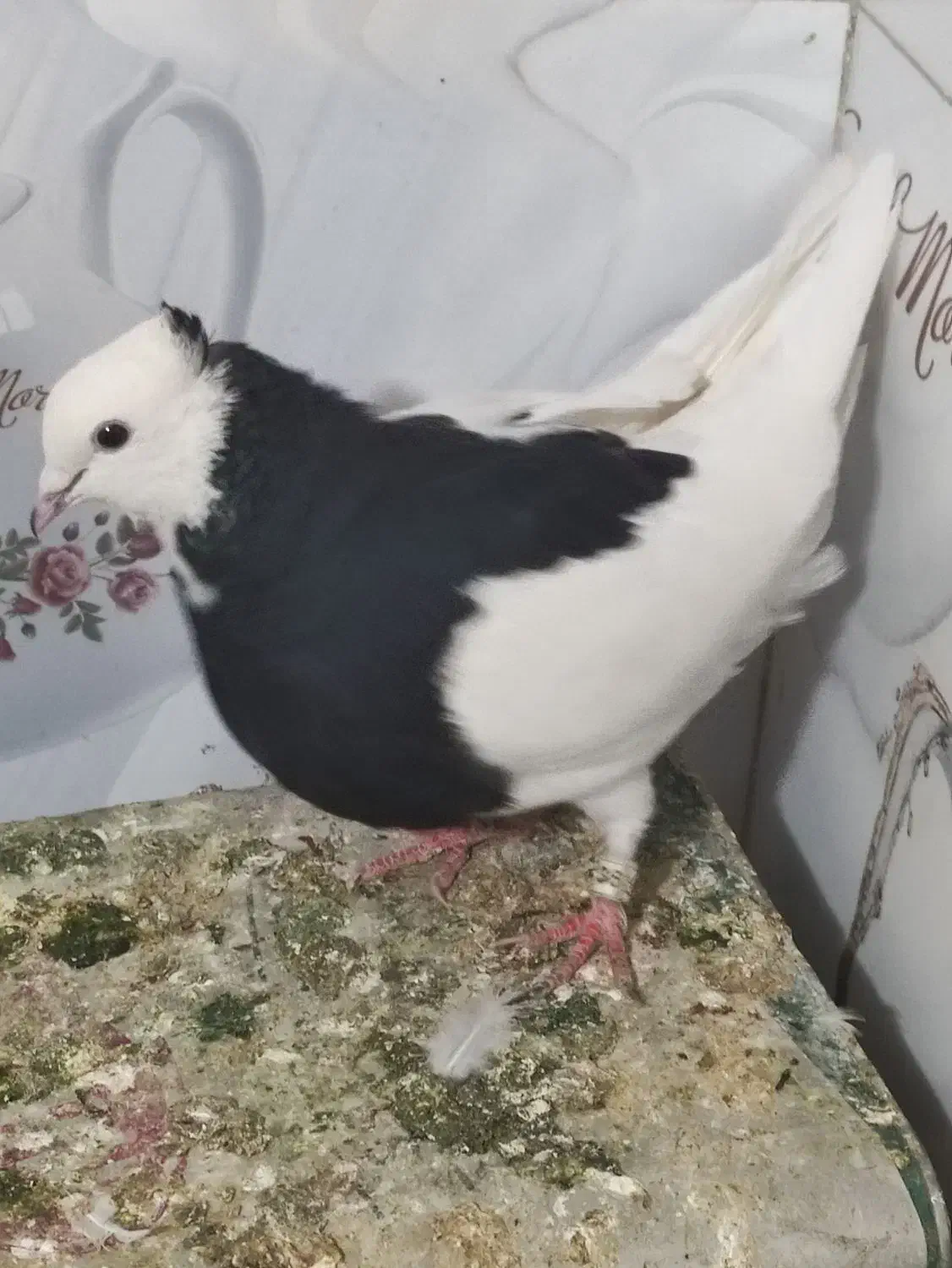 کفتر|پرنده|دورود, |دیوار