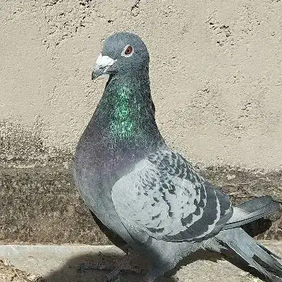 کفتر|پرنده|خوسف, |دیوار