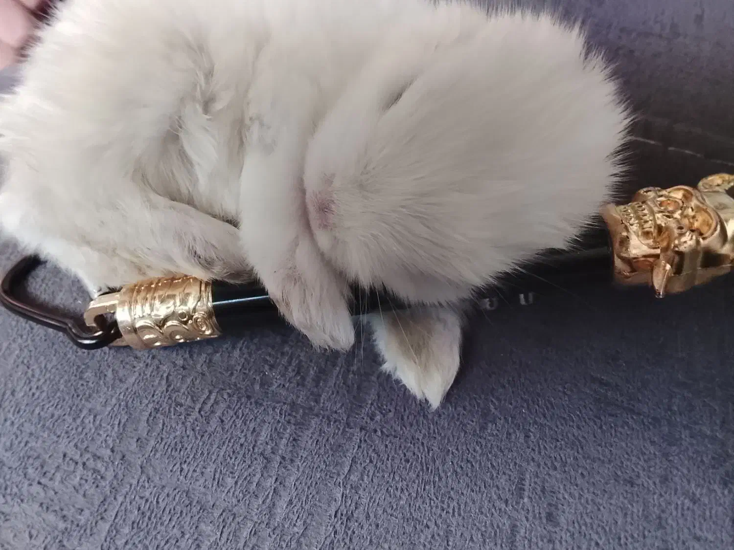 خرگوش بانمک|موش و خرگوش|مشهد, مصطفی خمینی|دیوار