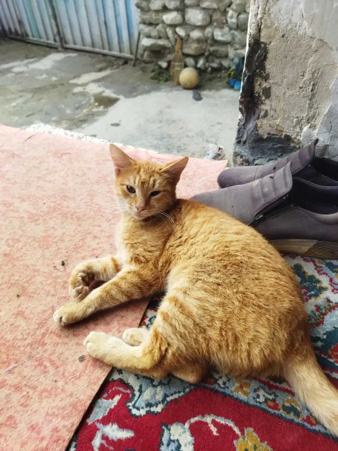 گربه|گربه|کردکوی, |دیوار